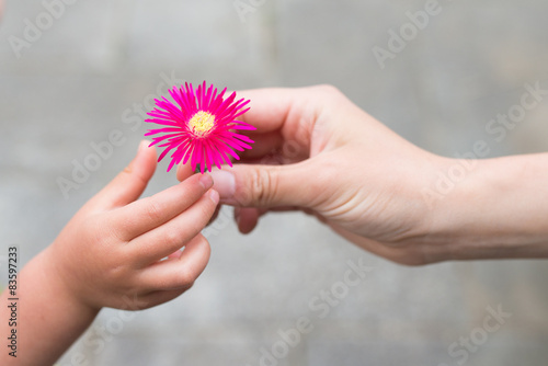雛菊を手渡す親子の手
