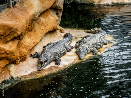 Crocodiles et alligators