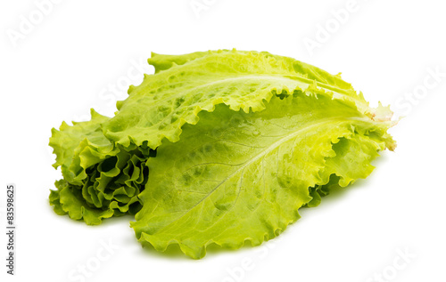 Freshness green leaf lettuce