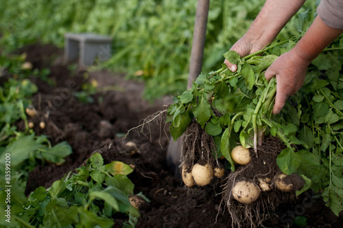 harvesting potatoes