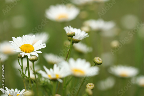 white wild flowers summer season © goce risteski