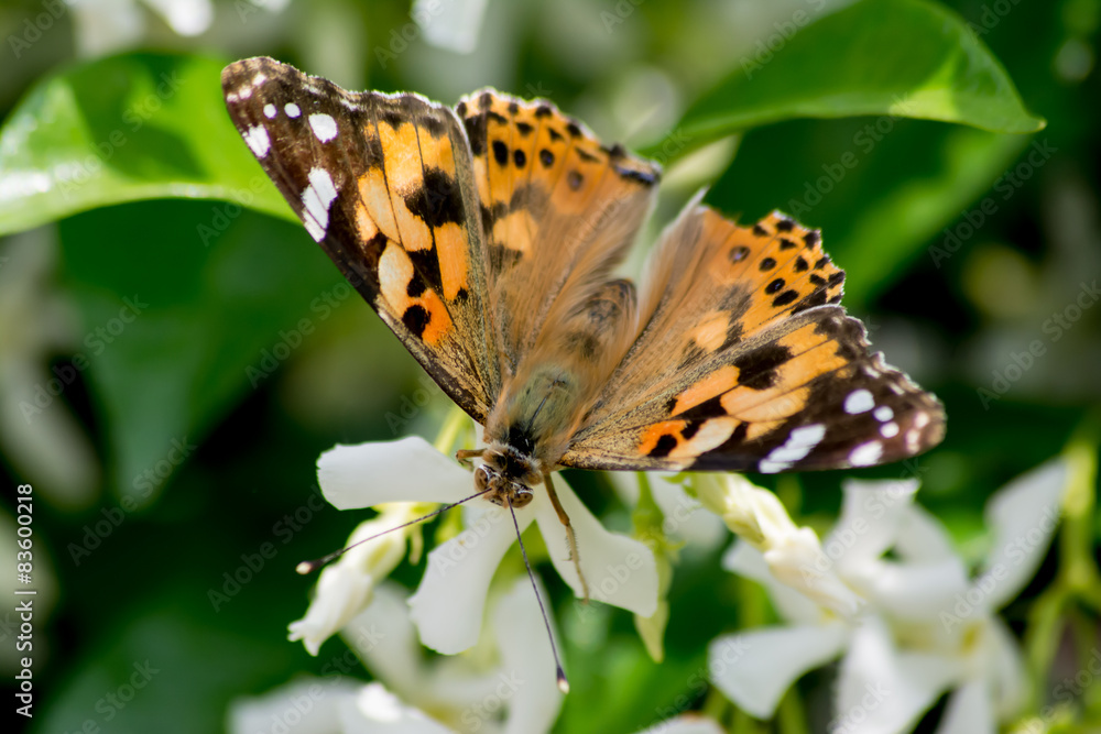 Fototapeta premium insetto