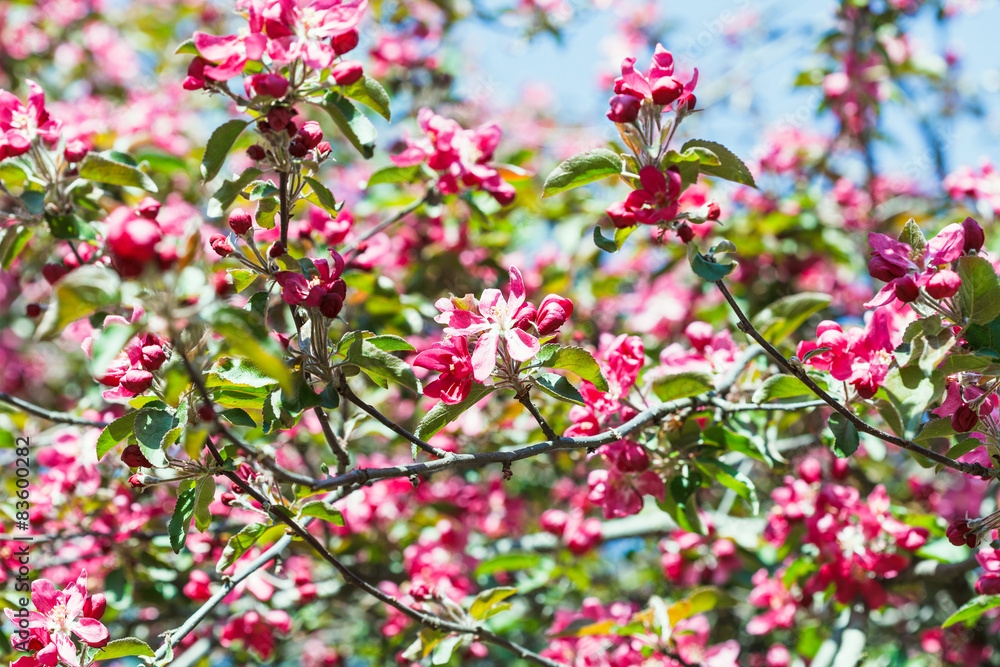 pink apple tree blossoms in spring