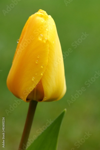 Fototapeta Naklejka Na Ścianę i Meble -  Желтый тюльпан