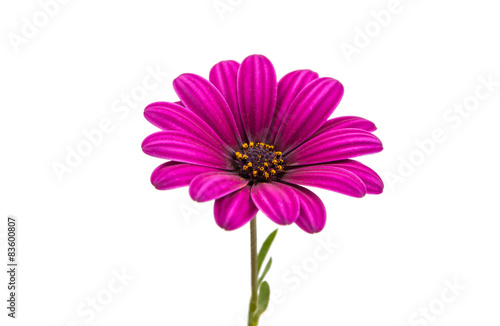 A violet Pink Osteosperumum Flower Daisy