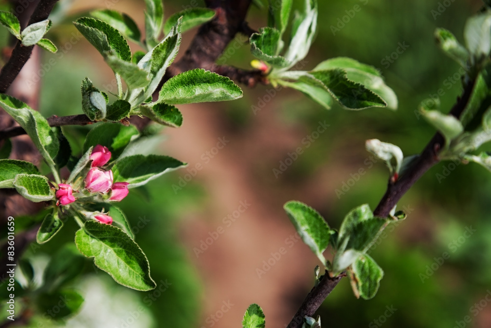 blossom blossom