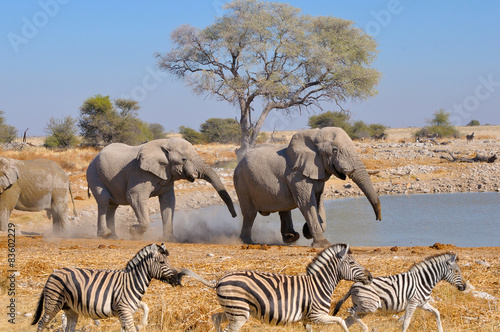 Elephant squabble  Etosha National park  Namibia