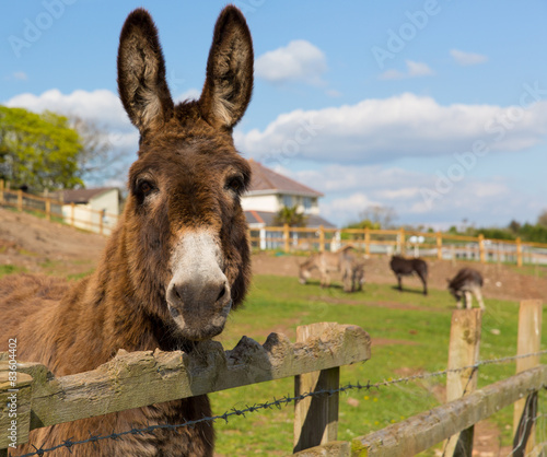 Donkey looking to camera with blue sky spring day