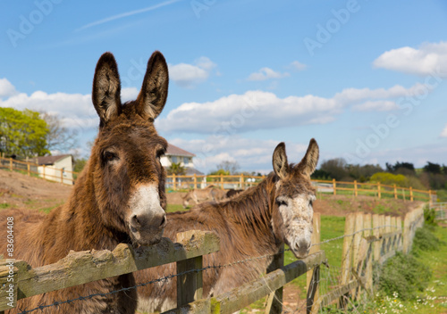 Donkey looking to camera with blue sky on  spring day