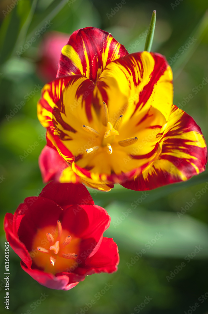 Blooming tulips on a sunny day Blooming tulips on a sunny day
