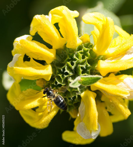 abeille butinant une fleur jaune