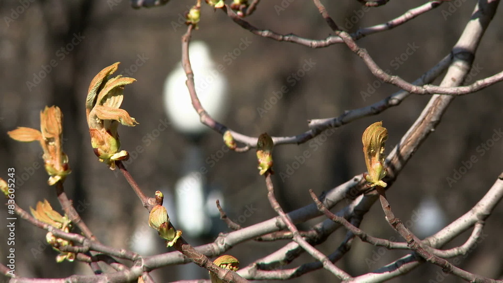 Close-up of branches with buds on mountain ash Close-up of branches with buds on mountain ash