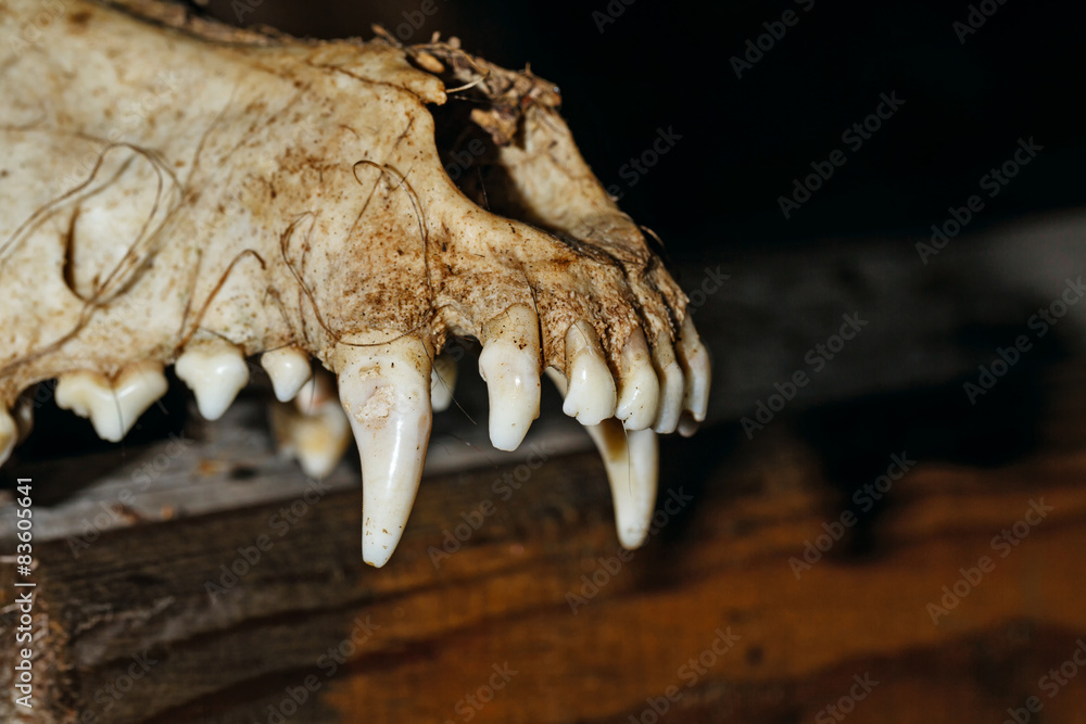 Fototapeta premium Canine skull closeup