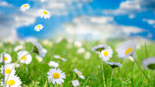Fototapeta Naklejka Na Ścianę i Meble -  Frühlingswiese mit Gänseblümchen