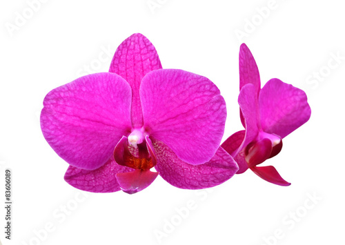 Purple orchid flower, isolated on white background
