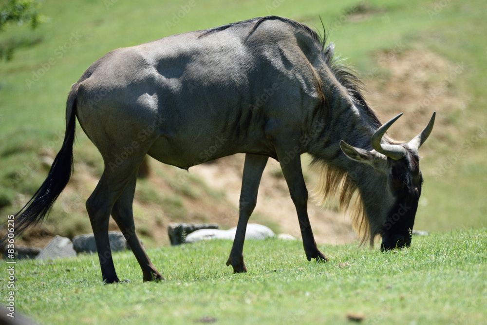 Gnu Gnu
