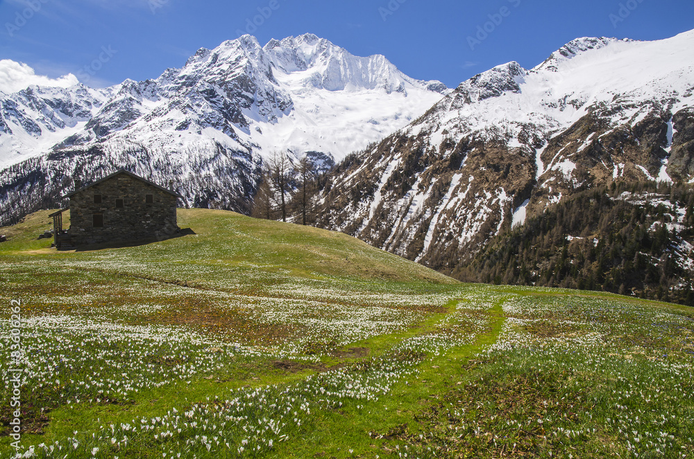 Primavera alpina