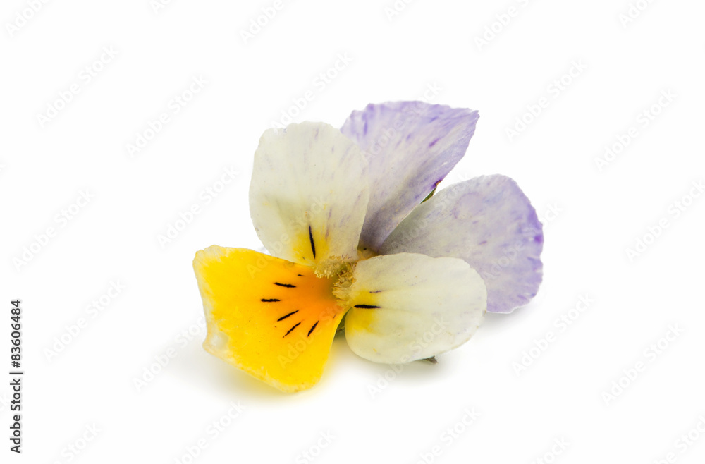 pansy flower isolated pansy flower isolated