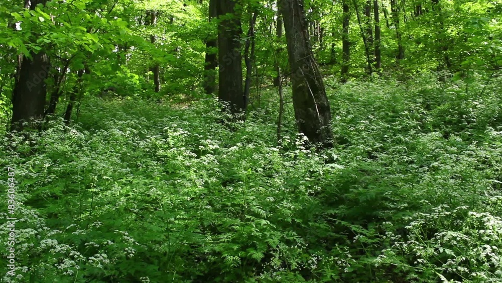 Deciduous forest at spring - steadicam shot Deciduous forest at spring - steadicam shot