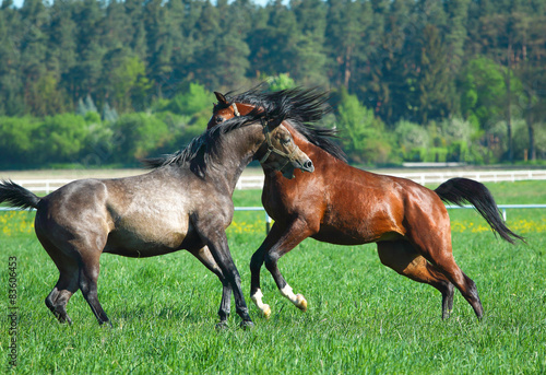 Fun two Arab stallions