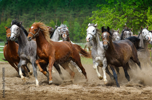 Valokuvatapetti Arabian horses gallop