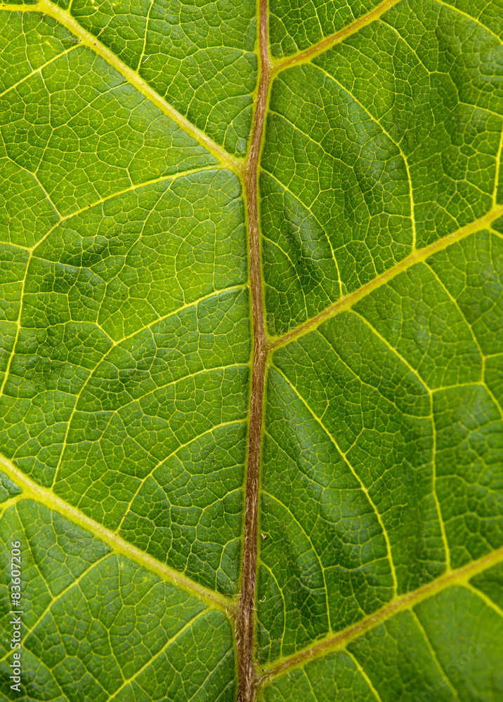 Obraz premium burdock leaf texture