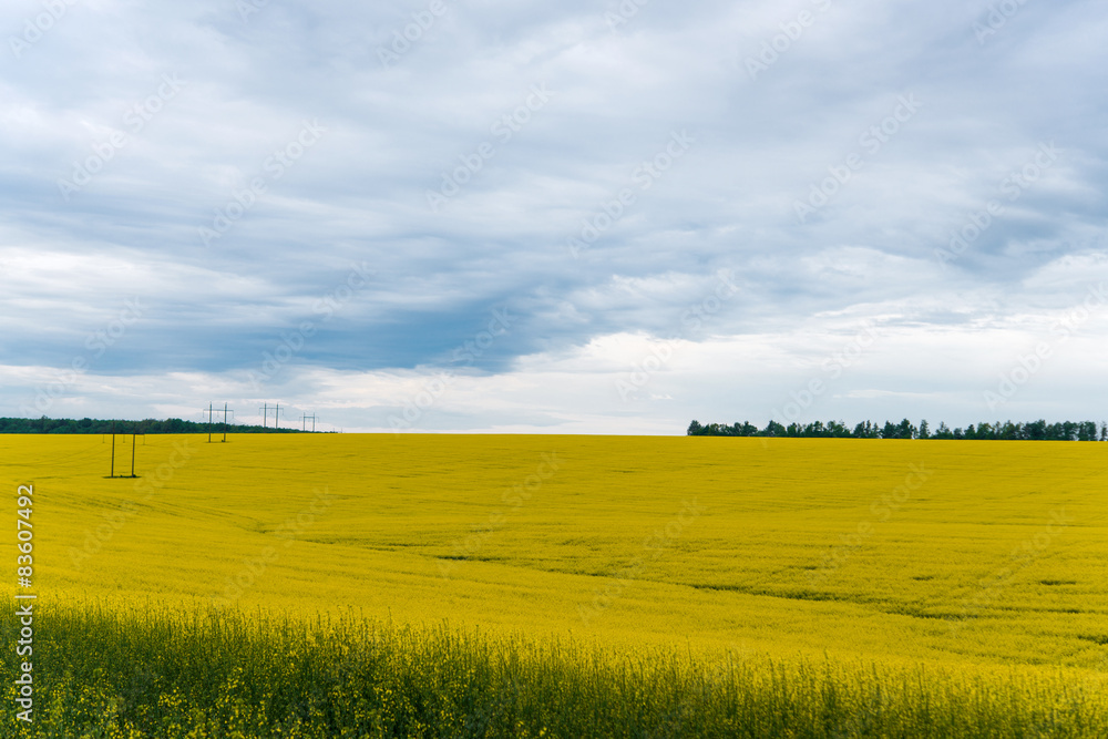 A Canola crop, in full Spring flower