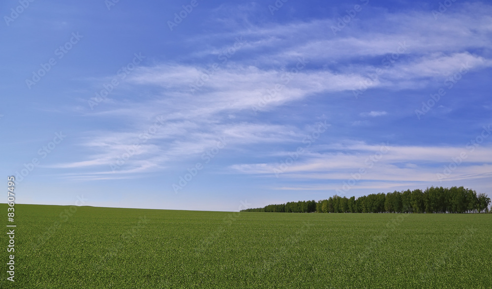 green field on a background of forest and blue sky in summer green field on a background of forest and blue sky in summer