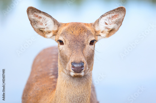 Female Roe deer close up portrait isolated