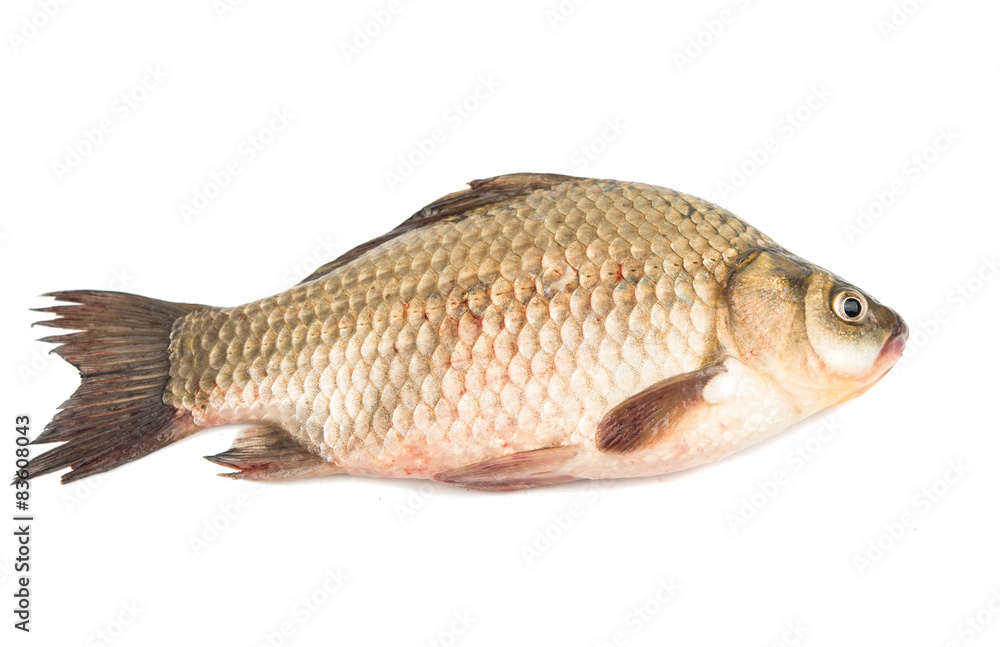 Fresh fish carp Fresh fish carp