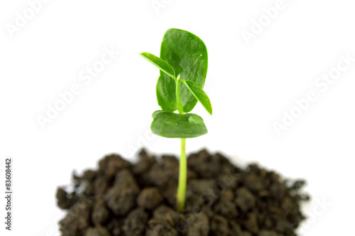 Young plant on white background