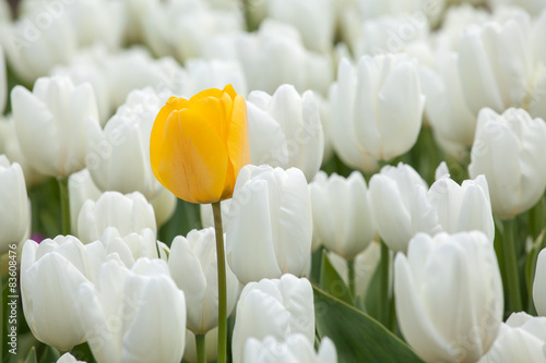 Beautiful yellow tulip over a white tulips in the garden