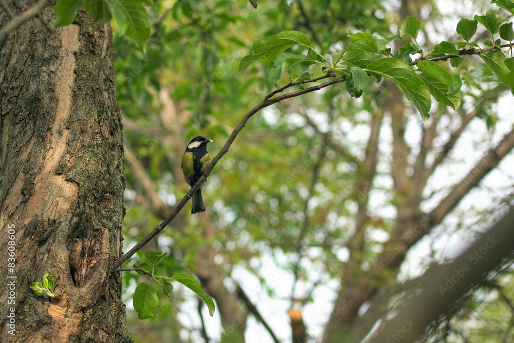 Obraz premium Titmouse on a branch