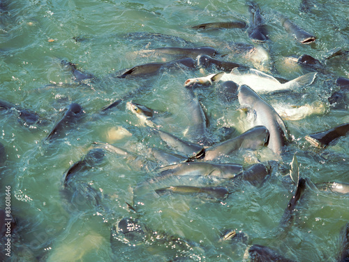 The group  pangasius fish are compete for food.