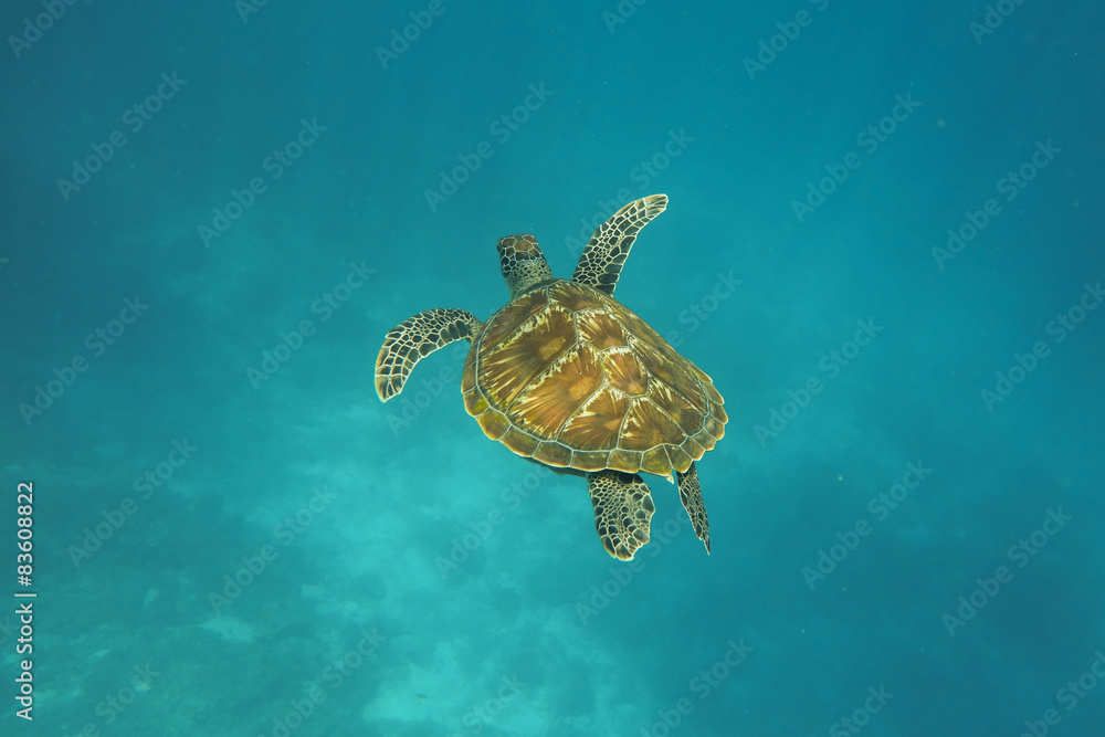 Obraz premium Turtle