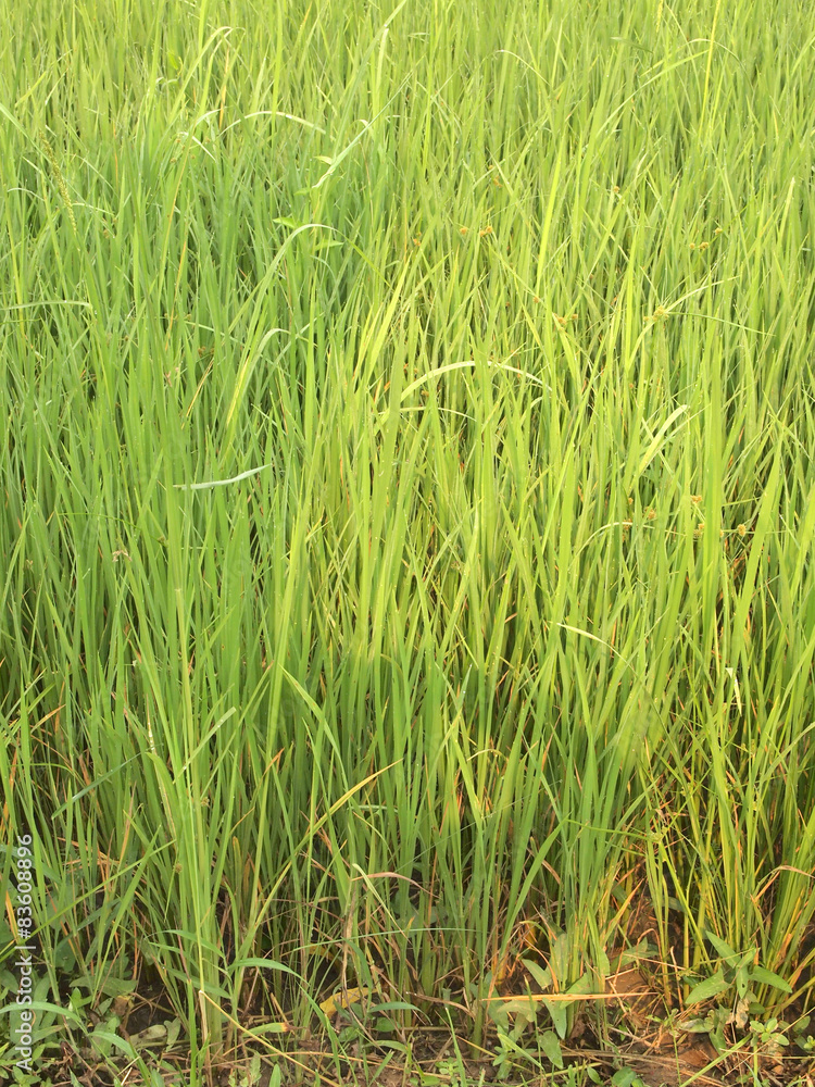 rice field rice field