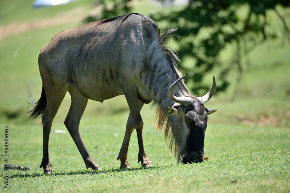 Gnu Gnu
