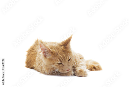 sleepy ginger cat on a white background isolated © Happy monkey