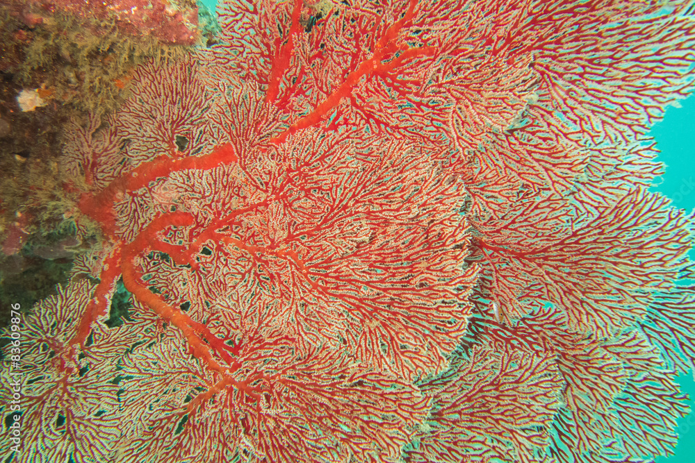 Naklejka premium Underwater photography of a red gorgon