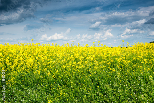 Fototapeta Naklejka Na Ścianę i Meble -  Summer field landscape, yellow rapeseed flower