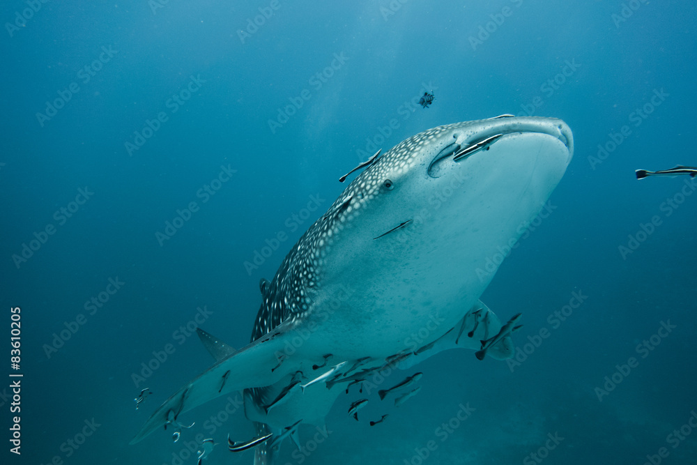 Whale shark swimming in ocean - obrazy, fototapety, plakaty 