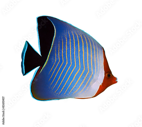 Tableau sur toile Hooded butterflyfish isolated on white background.