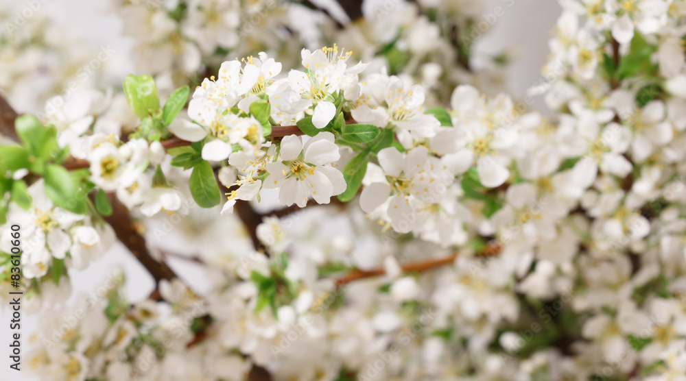 Spring came Spring came