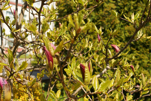 Magnolia liliiflora flower photo