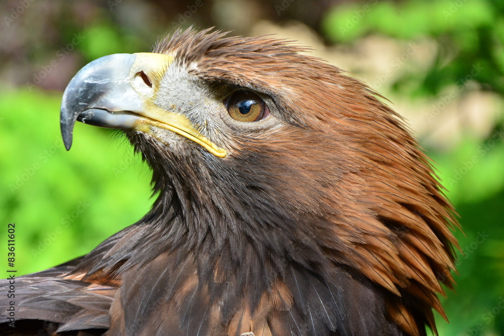 Fototapeta premium golden eagle