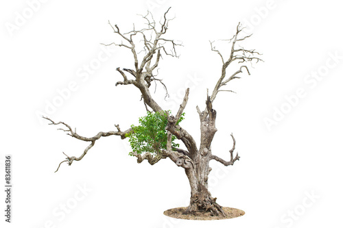 Dead tree isolated on white background