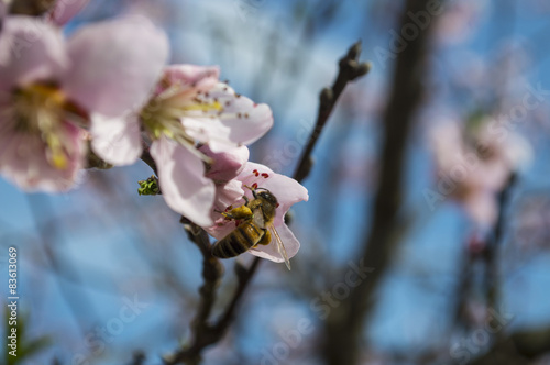 ape su fiore di ciliegio 2