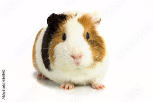 Guinea pig isolated on a white background .