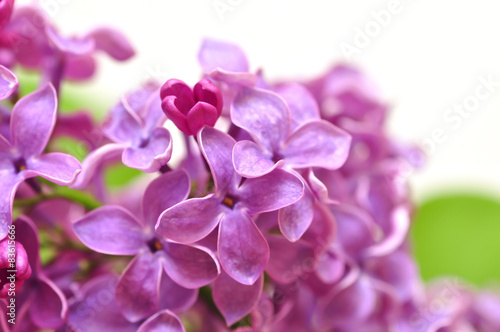 Beautiful Lilac Flowers Border 