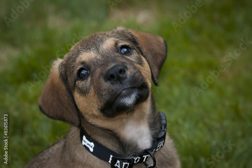 Cute Shephard Puppy head up